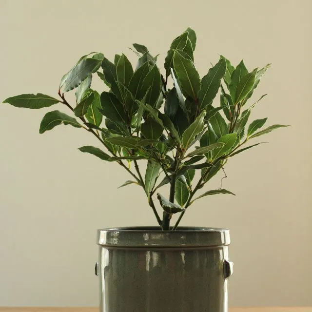 "Lovely" Laurus in Padum pot with handle greyblue