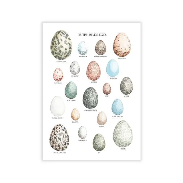 British Birds' Eggs Art Print