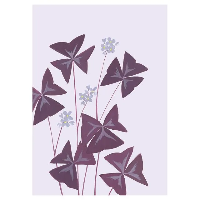 OXALIS TRIANGULARIS Greeting Cards, pack of 6