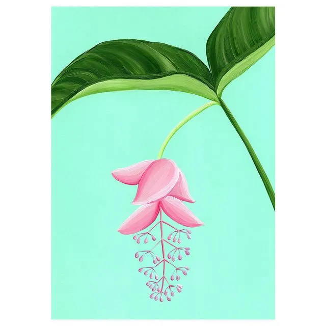 MEDINILLA MAGNIFICA Greeting Cards, pack of 6