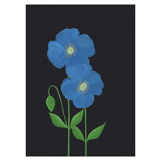 RHS CHELSEA FLOWER SHOW MECONOPSIS Greeting Cards, pack of 6