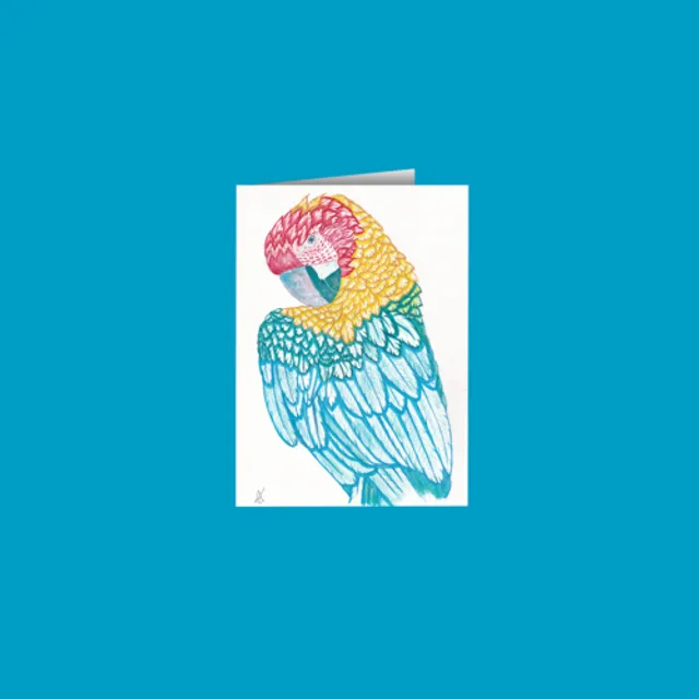 Macaw Greetings Card