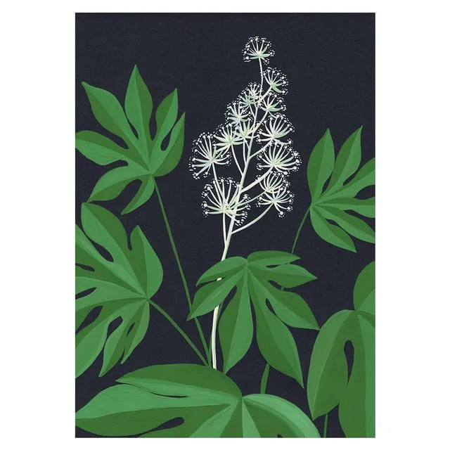 FATSIA JAPONICA Greeting Cards, pack of 6