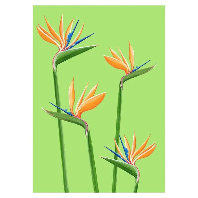 BIRDS OF PARADISE Greeting Cards, pack of 6