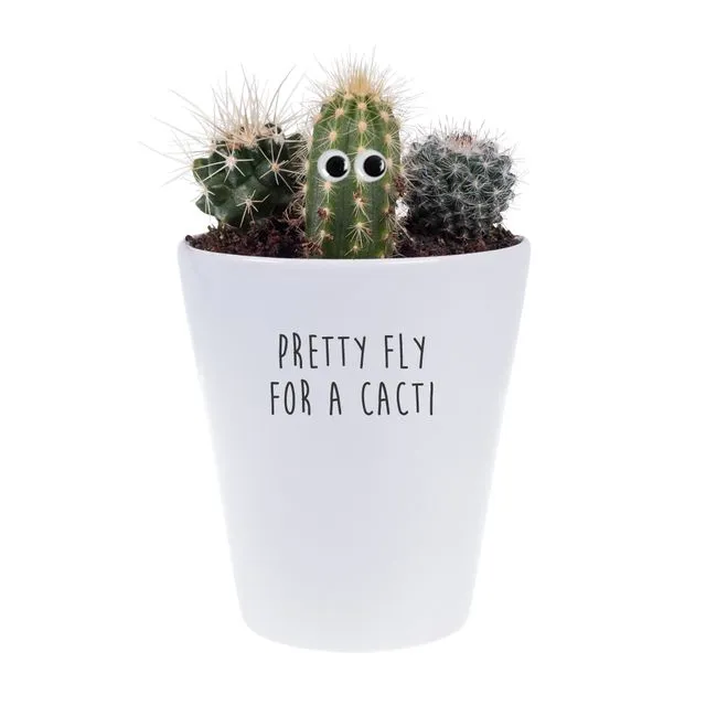 Pretty Fly For A Cacti, House Plant Pot, Plant & Growing Kit
