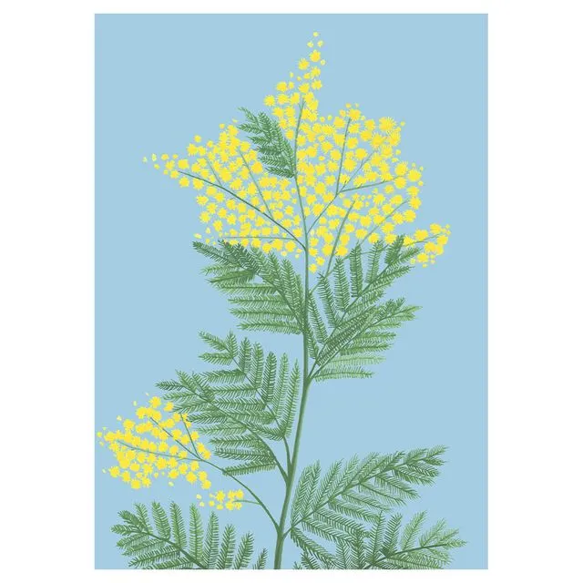 MIMOSA Greeting Cards, pack of 6