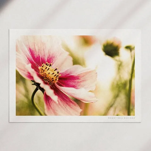 Wendy Bell Designs Unframed A4 Photographic Print - Pink Flower