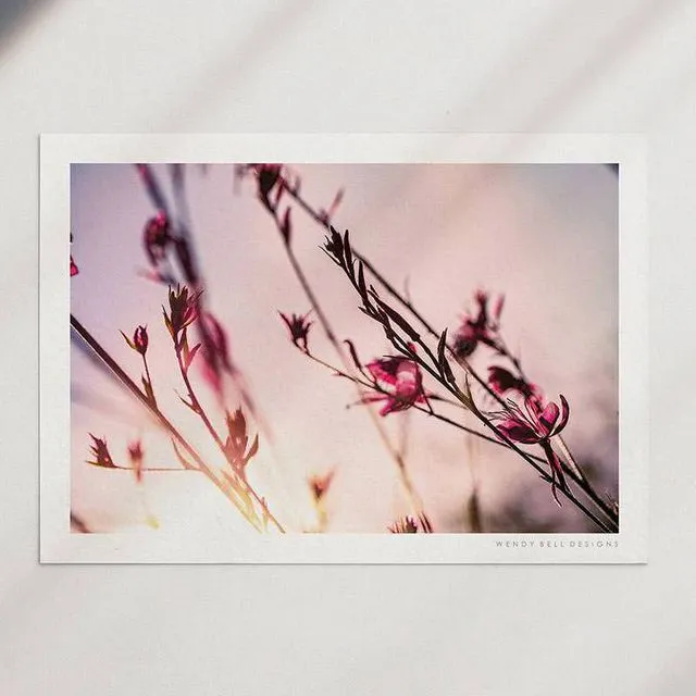 Wendy Bell Designs Unframed A4 Photographic Print - Sunset Flowers