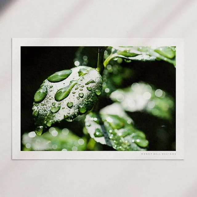 Wendy Bell Designs Unframed A4 Photographic Print - Dew Drop Leaves