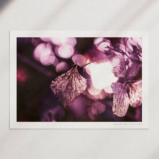 Wendy Bell Designs Unframed A4 Photographic Print - Delicate Hydrangea Petal