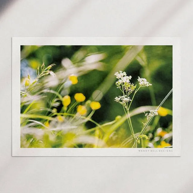 Wendy Bell Designs Unframed A4 Photographic Print - Cow Parsley & Buttercups