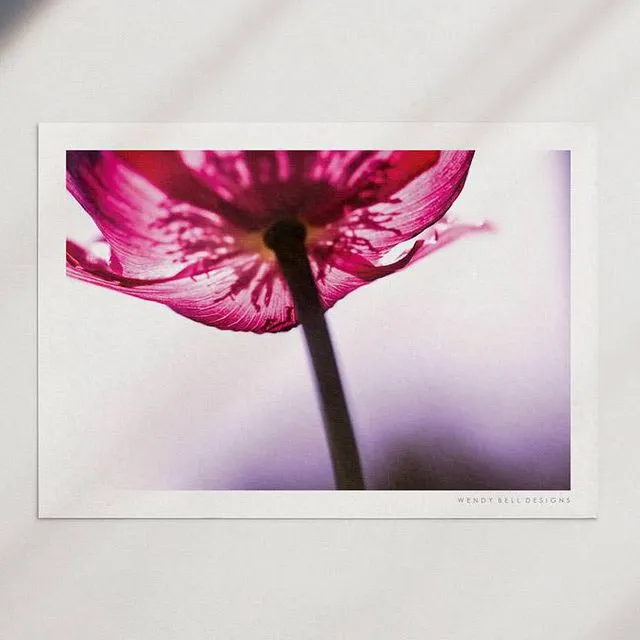 Wendy Bell Designs Unframed A4 Photographic Print - Red Poppy