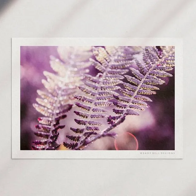 Wendy Bell Designs Unframed A4 Photographic Print - Glistening Ferns