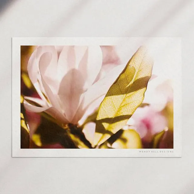 Wendy Bell Designs Unframed A4 Photographic Print - Sunkissed Magnolia