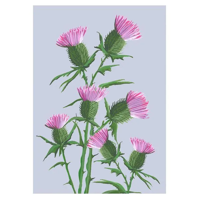 SKYE THISTLE Greeting Cards, pack of 6