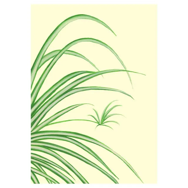 SPIDER PLANT Greeting Cards, pack of 6