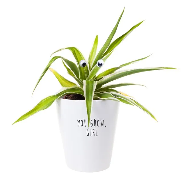 You Grow Girl House Plant Pot, Plant & Growing Kit