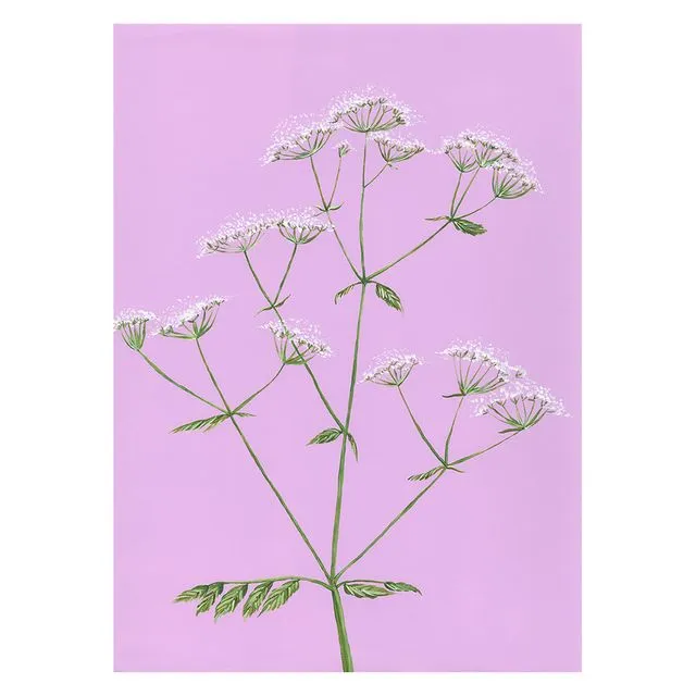 COW PARSLEY Greeting Cards, pack of 6