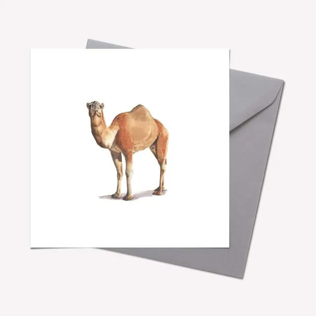 Wild Beasts Collection: CAMEL CARD - pack of 6