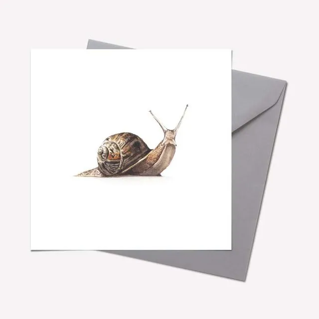 Creatures Collection: SNAIL CARD - pack of 6