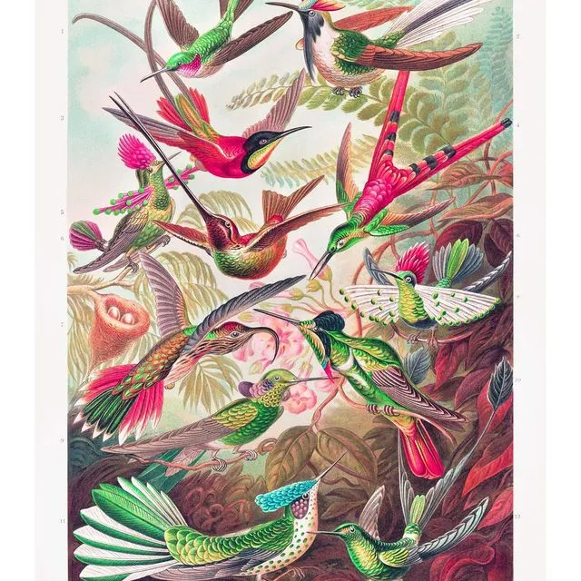 Tropical Birds Vintage Antique Print