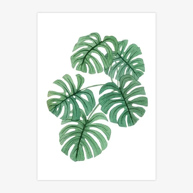 Swiss Cheese Plant A4 Print