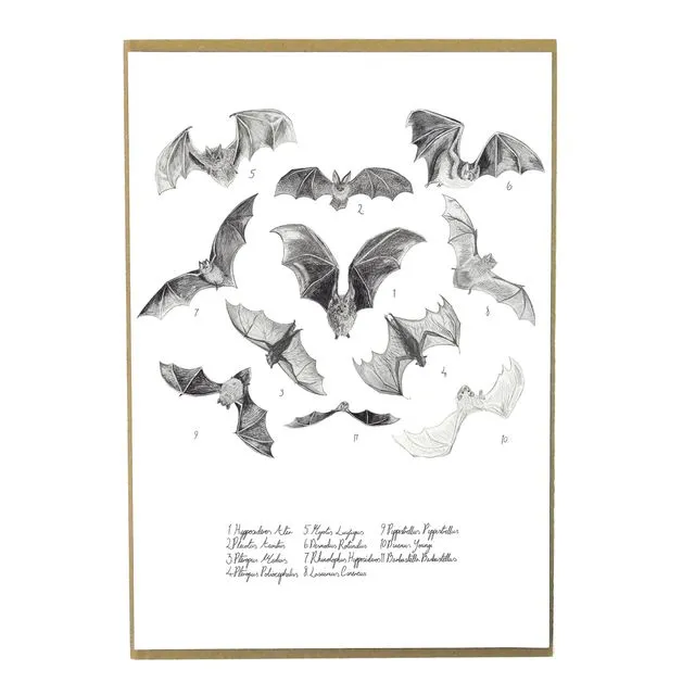 Chiroptera Bat A4 Art Print