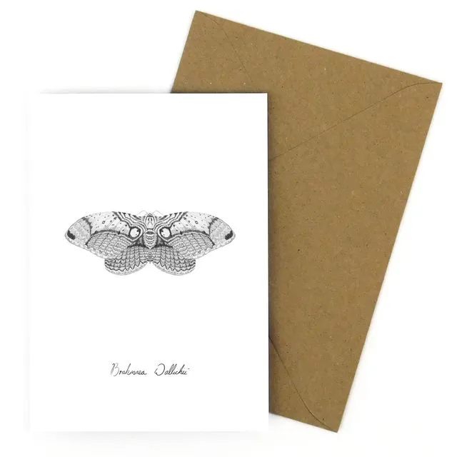 Owl Moth A6 Greetings Card