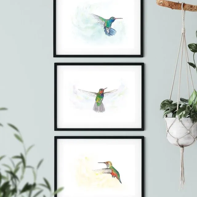 Hummingbird Set of 3 Art Print
