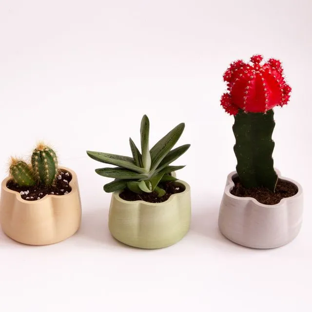 Jumony collection - container /cacti planter
