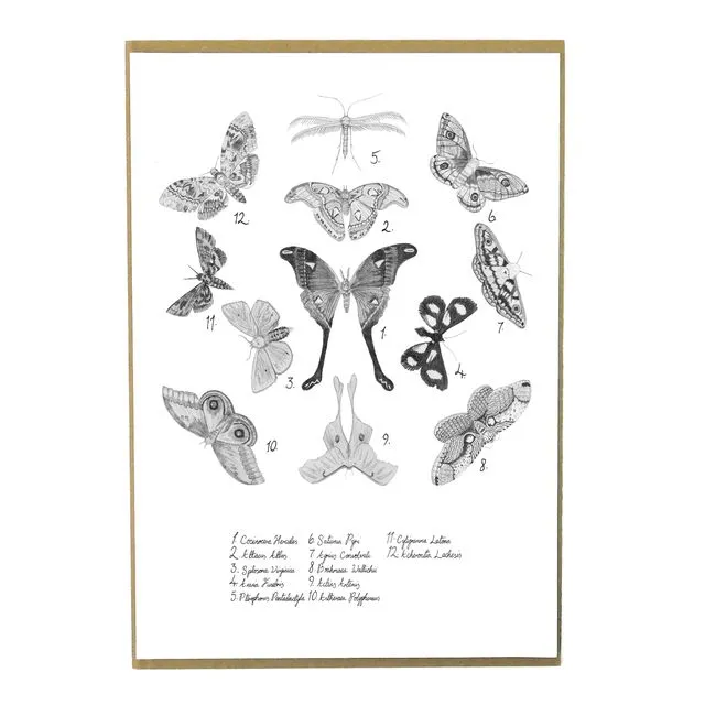 Archaeolepis Moth A4 Art Print