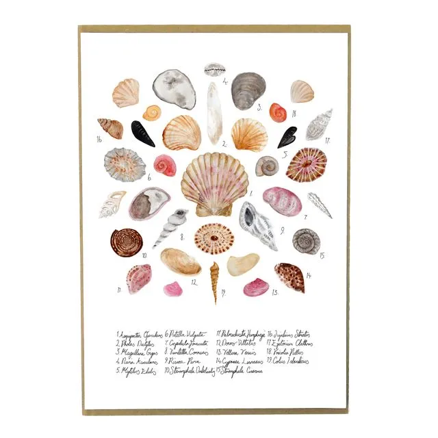 Conchae Sea Shell A4 Art Print