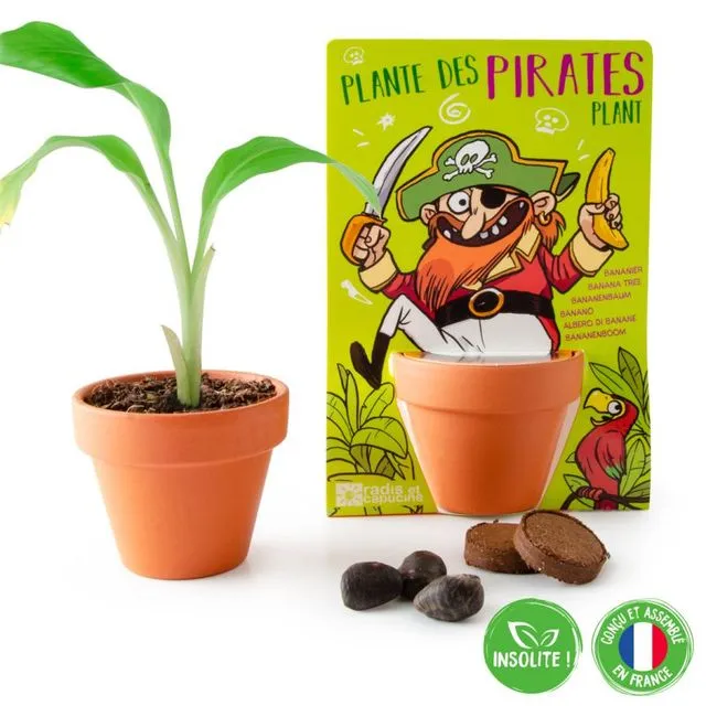 Pirate And His Banana Tree To Sow