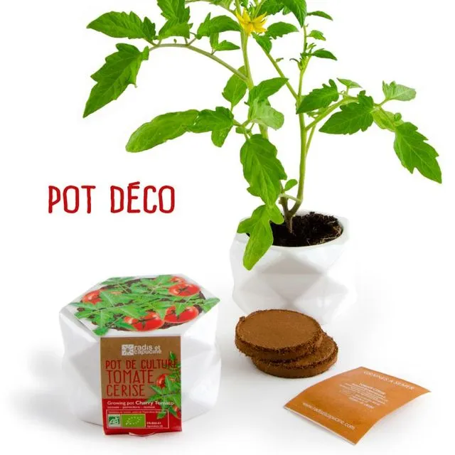Large Origami Pot Organic Cherry Tomato