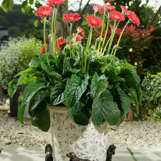 Cocker Spaniel Plant Pot Feet - Set of 3