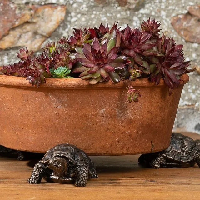 Tortoise Plant Pot Feet - Set of 3