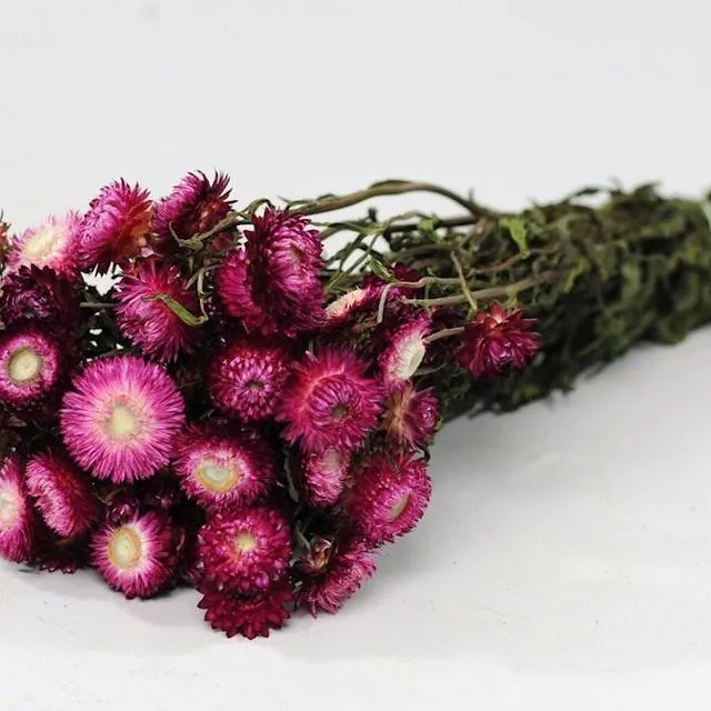 Helichrysum Pink dried flowers