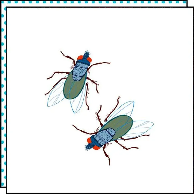 MOSCA (PACK OF 5)
