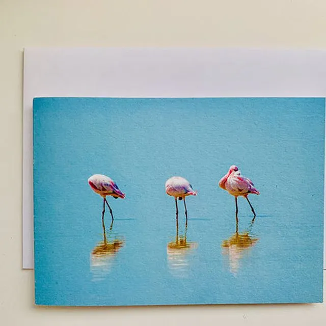 Flamingos - Pack of 6