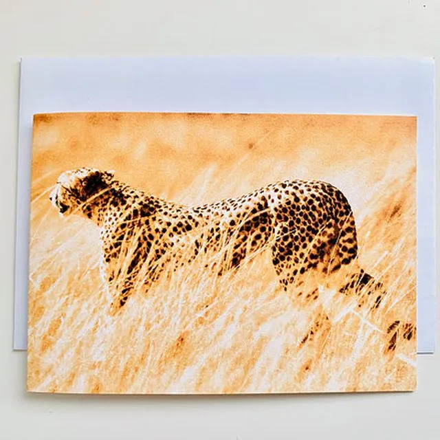 Cheetah - Pack of 6