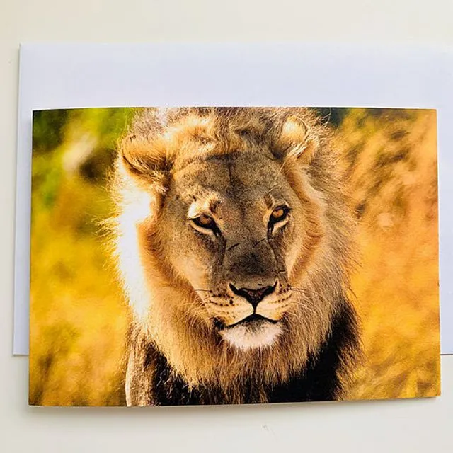 Lion - Pack of 6