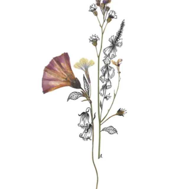 'Foxglove' from the 'Pressed Flower Collection' - By Rhosanna Lowe