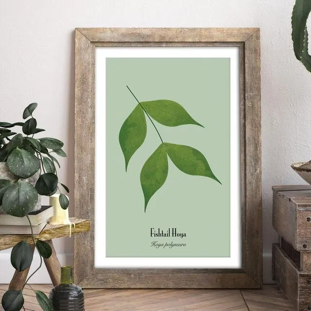 A4-A3 Hoya Plant Prints - Fishtail Hoya