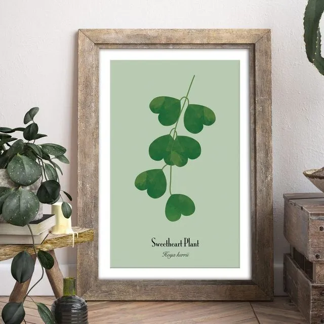 A4-A3 Hoya Plant Prints - Sweetheart Plant