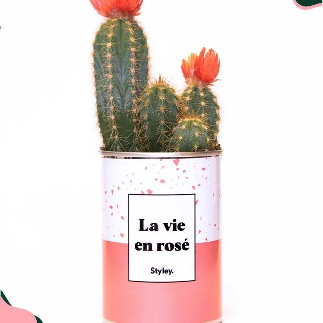 La vie en rosé - Flowering cactus