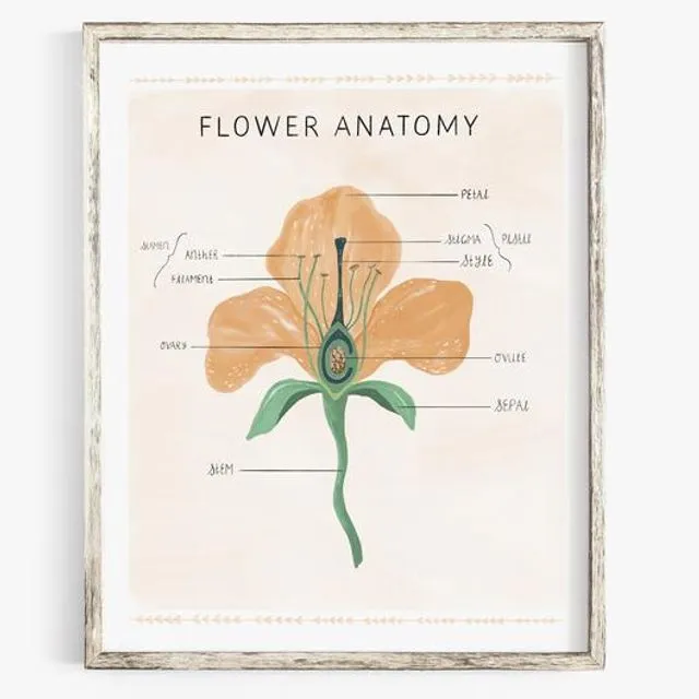 Flower anatomy poster