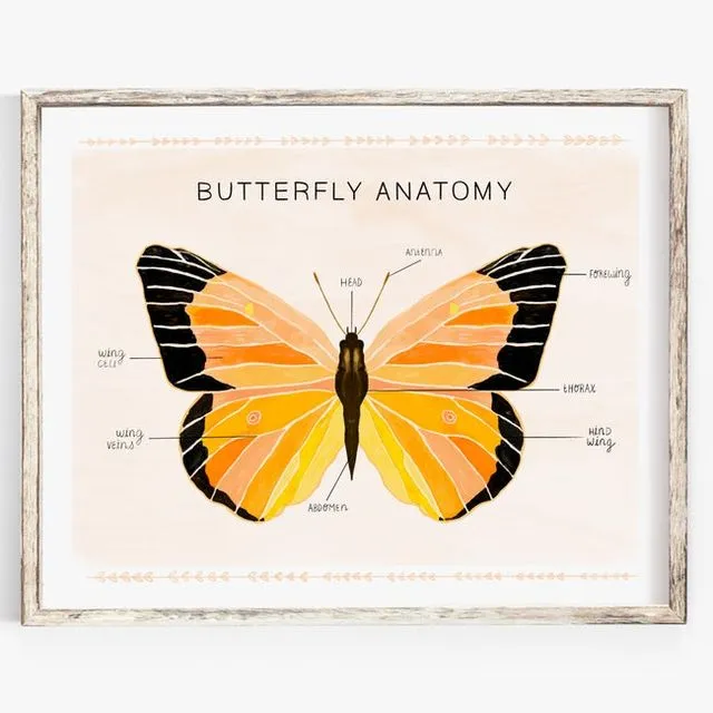 Butterfly anatomy print