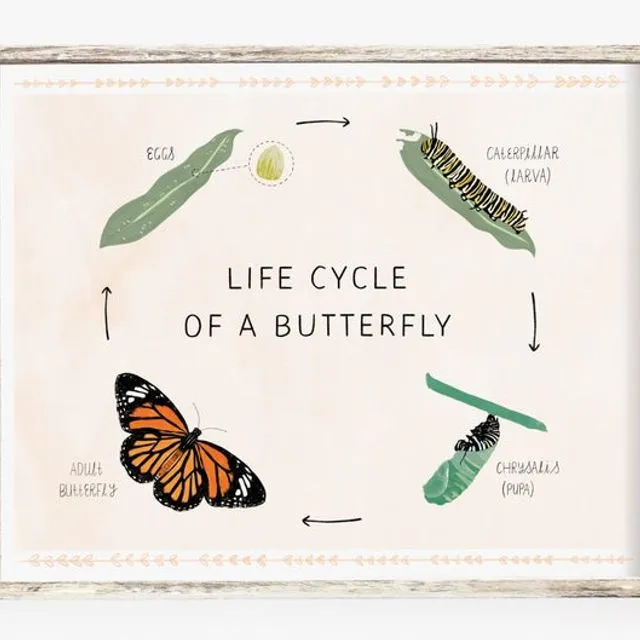Butterfly life cycle print