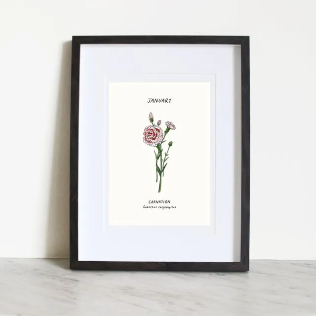 Carnation - January Birth flower Print (A5)