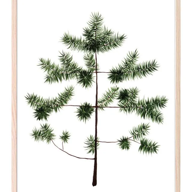 Young Pine Print (30x40cm)